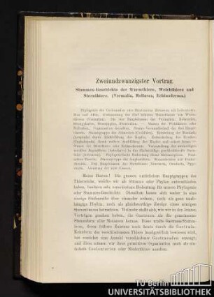 Zweiundzwanzigster Vortrag. Stammes-Geschichte der Wurmthiere, Weichthiere und Sternthiere. (Vermalia, Mollusen, Echinoderma.)