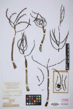 Chamaedorea paradoxa H.Wendl.[type]