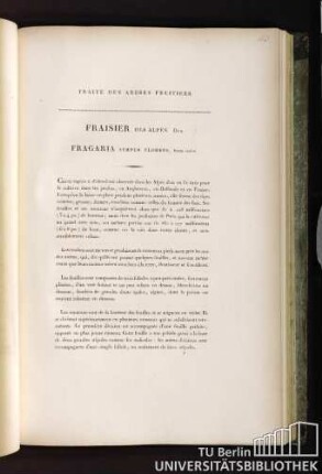 Fraisier des Alpes. Duh. Fragaria semper florens, fructu conico.