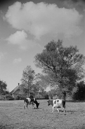 Wiese mit Kühen