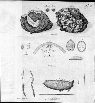 Tafel 18 zu Isis Heft XI. 1823