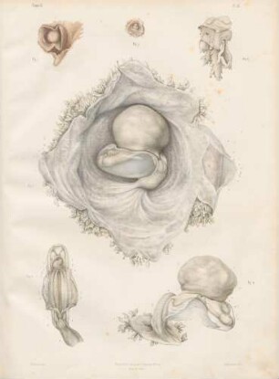 Embryogenese beim Menschen