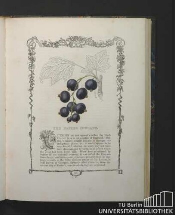 The Naples Currant.