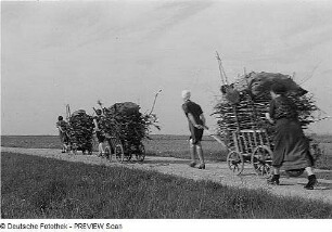 Frauen mit Handwagen transportieren Reisig