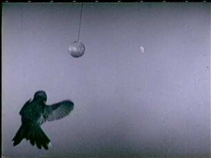 Chlorostilbon melanorhynchus (Trochilidae) - Richtungsänderungen beim Flug