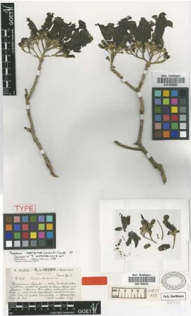 Tabebuia avellanedae Lorentz ex Griseb. [syntype]