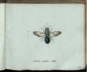 Omalus mitidus Mihi [bis] Dasypoda plumipes Mihi