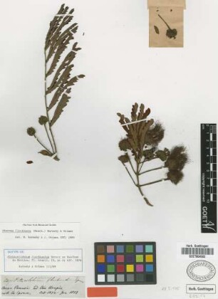 Pithecellobium floribundum Spruce ex Benth. [isotype]