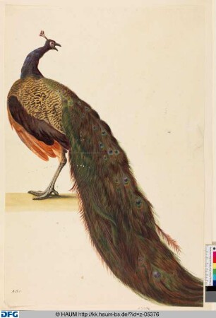 Pfau, von hinten