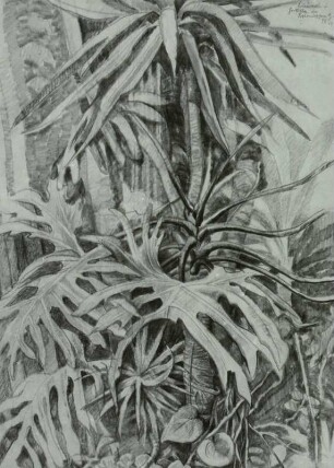 Aus dem Treibhaus des botanischen Gartens