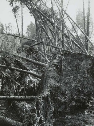 Moritzburg-Radeberger Platte: Massenei bei Arnsdorf. Starke Sturmschäden im Kiefern- und Fichtenstangenbestand 4.VII.1929
