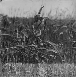 Blühende Erbse : Blühende Erbse (Pisum sativum Linnaeus).
