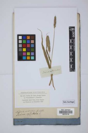 Panicum verticillatum
