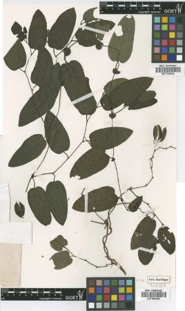 Aristolochia calceiformis Urb. [syntype]