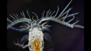 Calocalanus sp., Lanzarote 2019