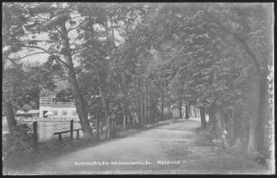 Schmannewitz. Waldteich