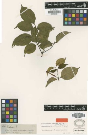 Tabernaemontana olivacea Muell.Arg. [isolectotype]