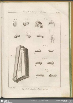 Pl. 465. Belemnite. Orthocère. Spirule. &c.