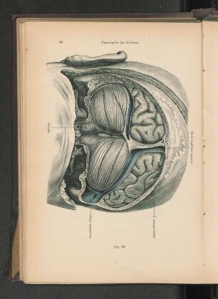Fig. 82. Topographie des Gehirnes.