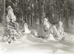 Osterzgebirge. Fichtenwald bei Oberbärenburg