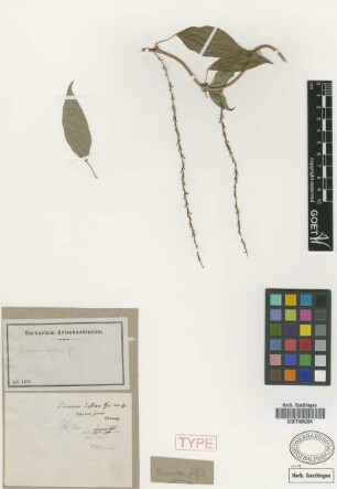 Dioscorea deflexa Griseb. [type]