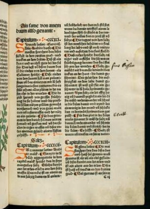 203r, Saltz (392. Kapitel)