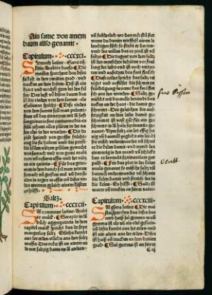 203r, Saltz (392. Kapitel)