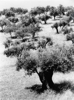 Olivenhain in Portugal