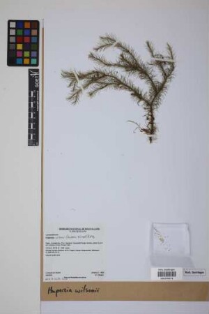 Phlegmariurus wilsonii (Underw. & F.E. Lloyd) comb. ined.