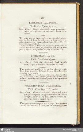 Terebratula ornithocephala. Tab. CI. - Figs. 1, 2, and 4
