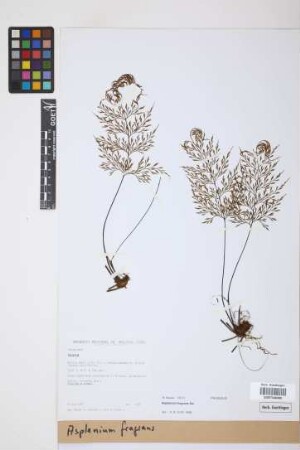 Asplenium fragrans Sw.