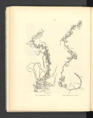Fig. 11. Sargassum VII. - Nat. size. Fig. 12. Sargassum VIII. - Nat. size.
