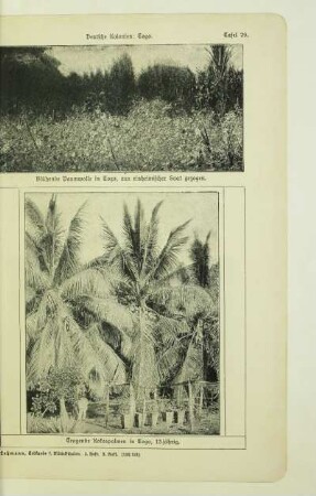 Tragende Kokospalmen in Togo, 13jährig