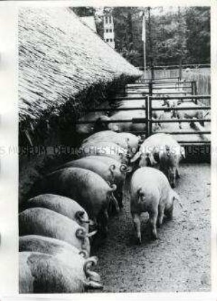 Schweine im Sommermaststall