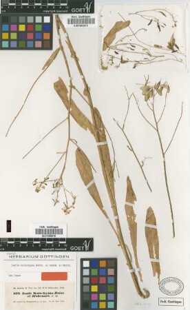 Isatis kotschyana Boiss. & Hohen. ex Boiss. [isotype]