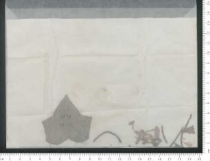 gepresste Pflanzen mit Aufschrift "1810 1833"
