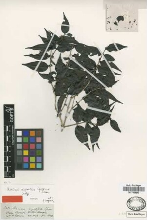 Mouriri myrtifolia Spruce ex Triana [isotype]