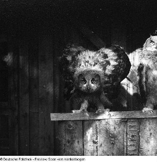 Tiere in Moritzburg II (Wildgehege?)