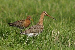 Deutschlands wilde Vögel - Teil 2 - Die Reise geht weiter