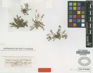 Kardanoglyphos nana Schltdl. [type]
