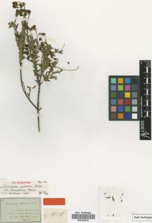 Chorizema costatum Meisn. var. Meisn. lanceolatum[Isosyntype]