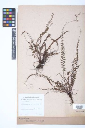 Adiantum caudatum L.