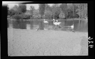 3 Flamingos in einem Gewässer