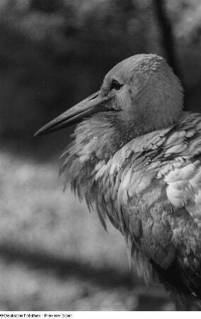 Vogel (Storch)