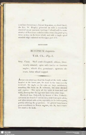 Buccinum rugosum. Tab. CX. — Fig. 3