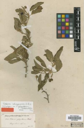 Solanum polyanthemum Hochst. ex A.Rich. [type]