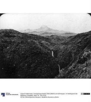 Hochgebirgsurwald (1900-2900m) am Kilimanjaro. Im Hintergrund der Mawewsi (Ostgipfel)