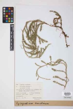 Lycopodium annotinum annotinum L.