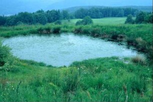 kleiner Teich auf einer Anhöhe