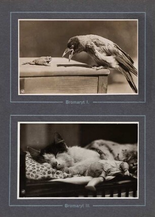 Leporello mit Tieraufnahmen : Leporello mit 14 Tieraufnahmen von Käthe Hecht, hg. von der Neuen Photographischen Gesellschaft AG, Berlin-Steglitz 1913